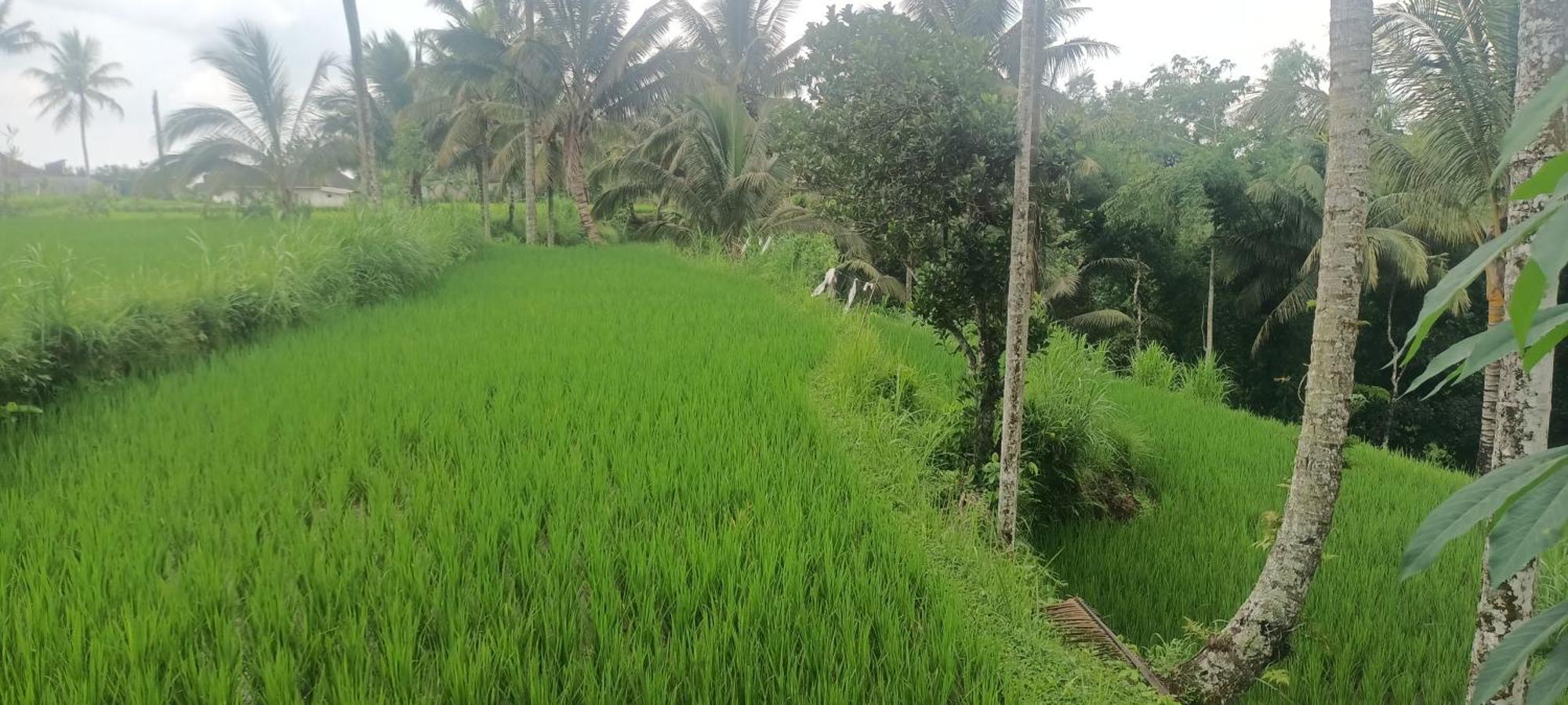 Lingkung Park Tetebatu Appartement Buitenkant foto